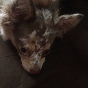 Meet your Posher, William